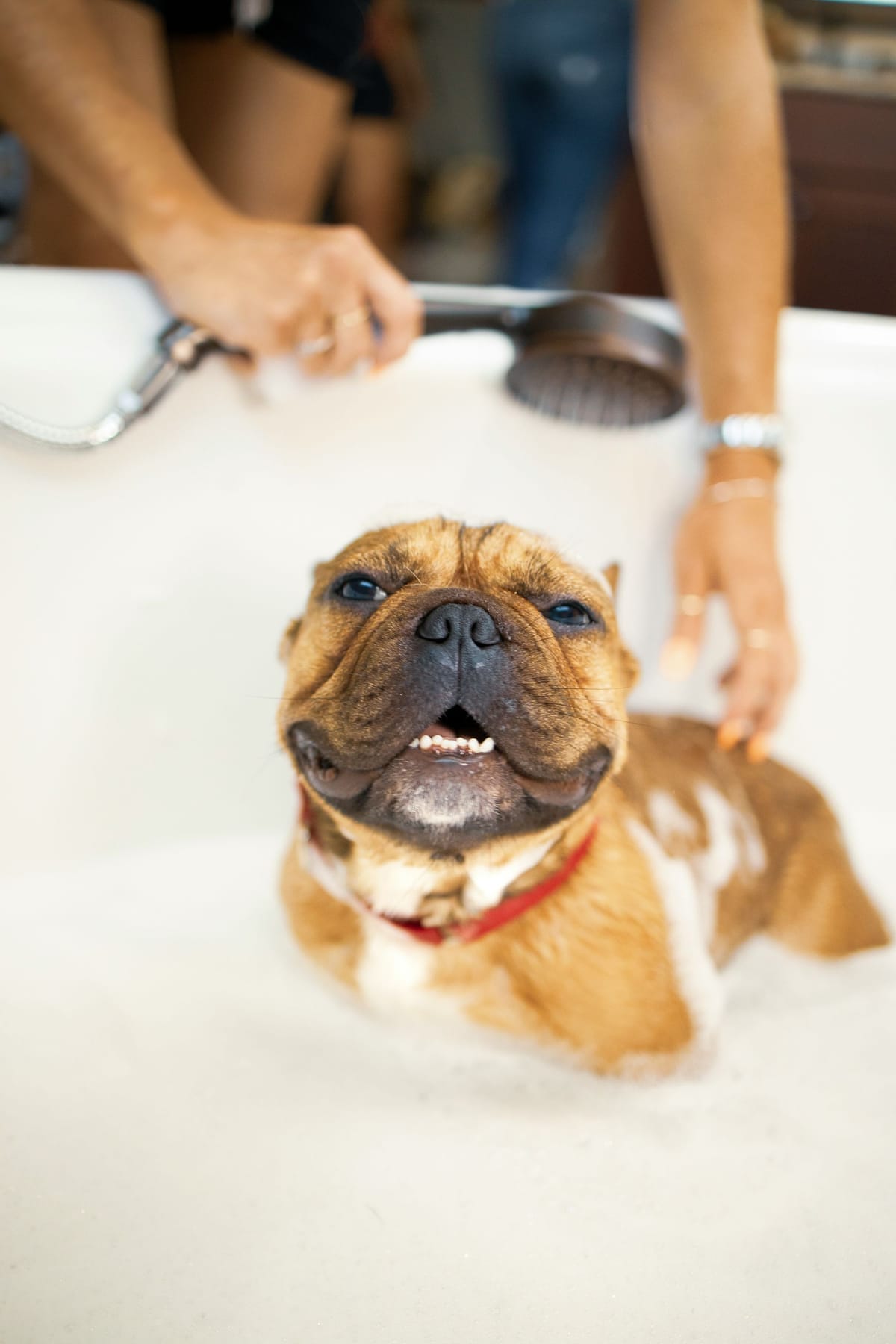 Pet-Friendly Experiences