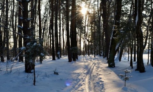 Top Winter Activities in Austin for Families and Solo Adventurers