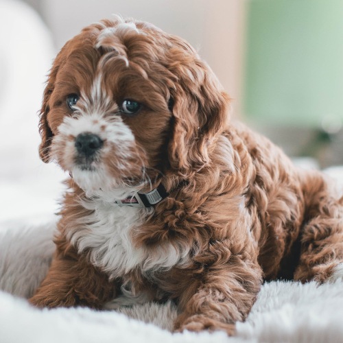 a dog in a bright room